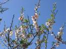 Mallorca im Fr�hling - Mandelbl�te auf Mallorca